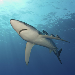 Blue Shark, Azores