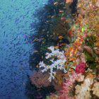 Coral Wall, Fiji