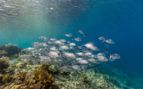 Coral Reef, Komodo, Indonesia