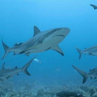 Sharks Swimming