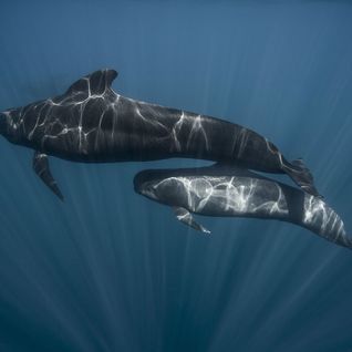 Pilot whale and calf 
