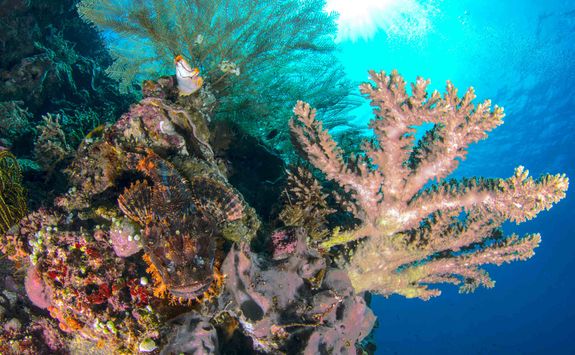 coral reef