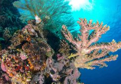 coral reef