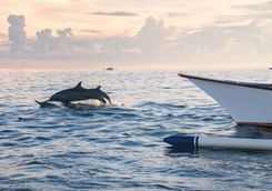 Dolphin watching