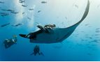 Manta Rays