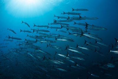 scuba diving Four Kings, Raja Ampat