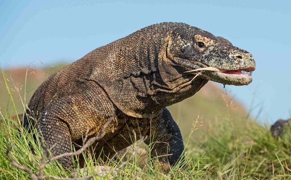 Komodo dragon Komodo National Park