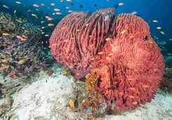 Moyo Island coral