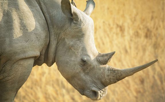 Rhino