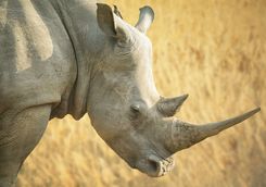 Rhino