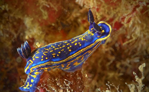 nudibranch macro diving portugal