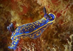 nudibranch macro diving portugal