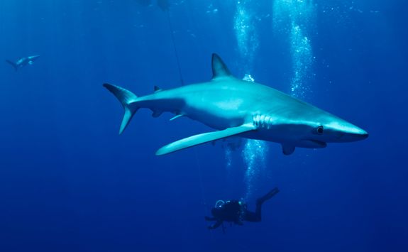 diving shark azores