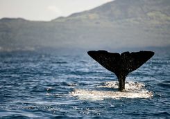 Whale watching azores