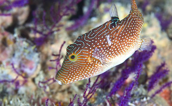 Solanders Toby fish