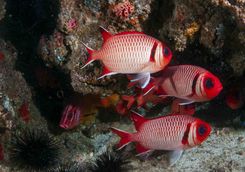 tropical reef fish quirimbas