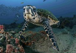 Hawksbill Turtle 