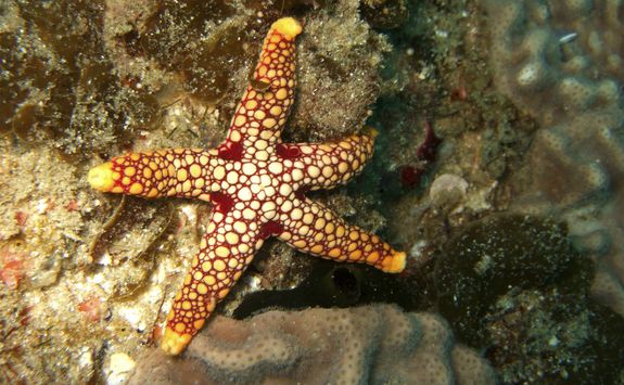 starfish