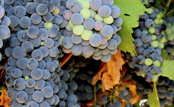Vineyard grapes 