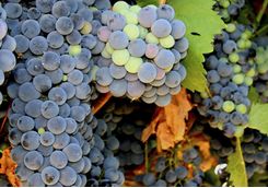Vineyard grapes 