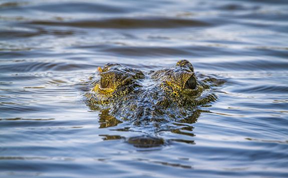 Crocodile
