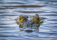 Crocodile