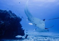 manta ray raja ampat