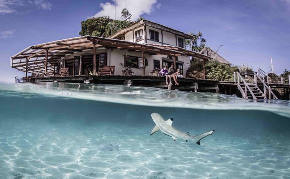 reef shark 