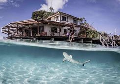 reef shark 