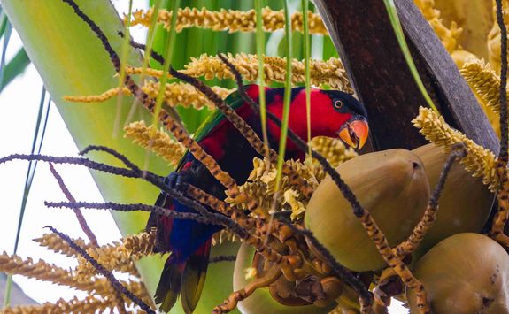Indonesian wildlife