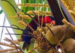 Indonesian wildlife