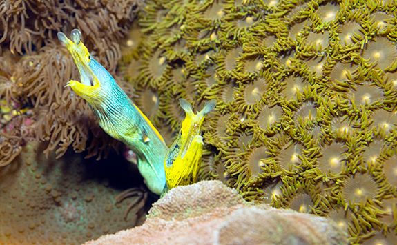 blue ribbon eel