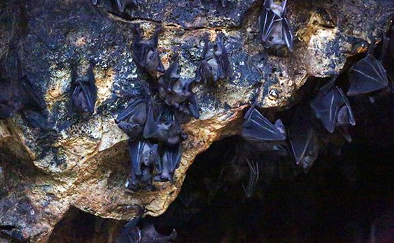 bat cave