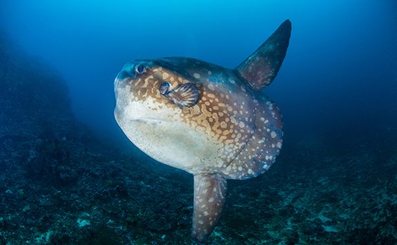 Ocean sunfish