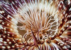 coral reef alor