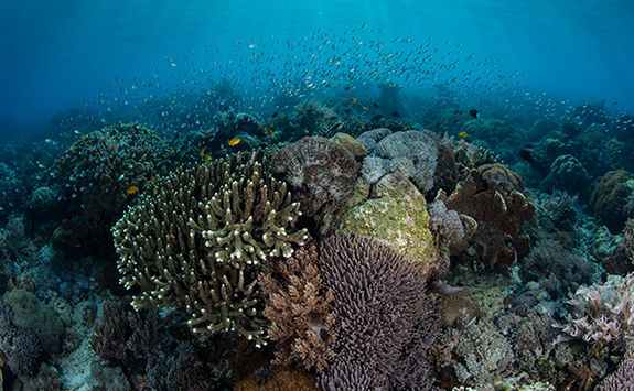 coral reef diving indonesia