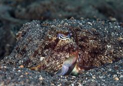 cuttlefish