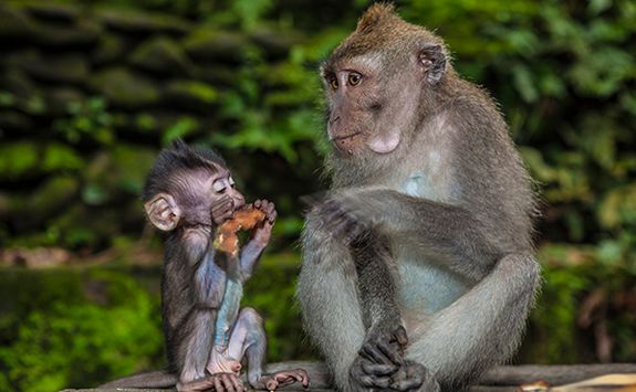 Monkeys