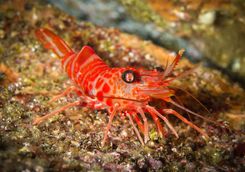 prawn diving azores