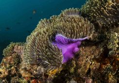 coral reef bazaruto