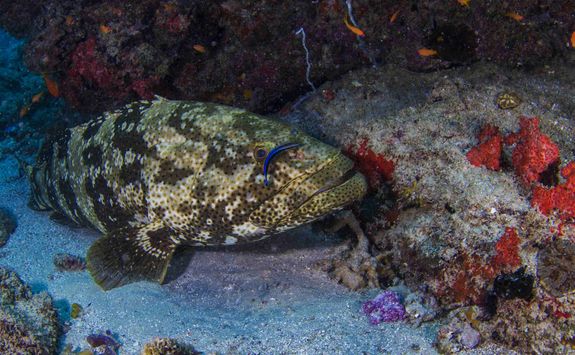 grouper mozambique