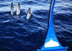 dolphin watching cruise