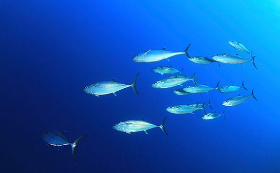dogtooth tuna