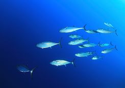 dogtooth tuna