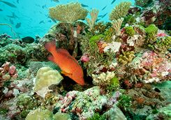 coral reef