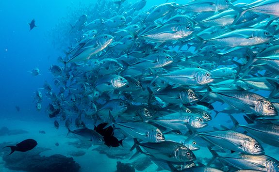 big eye trevally