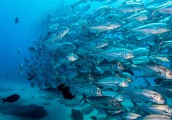 big eye trevally