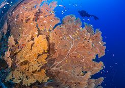 coral reef alphonse