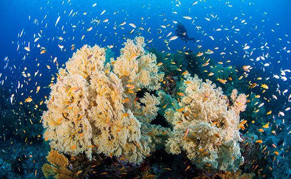 coral reef