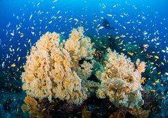coral reef